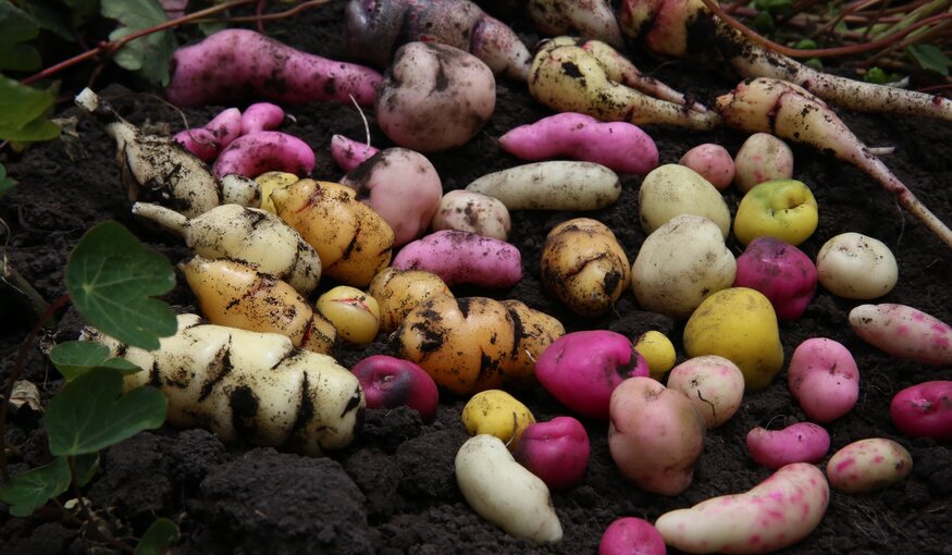 Flavours of the Future: Agrobiodiversity and Nutrition in Ecuadorian Gastronomy