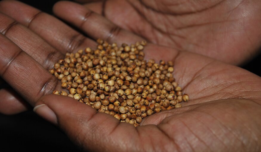 Sorghum: Lessons from a survivor