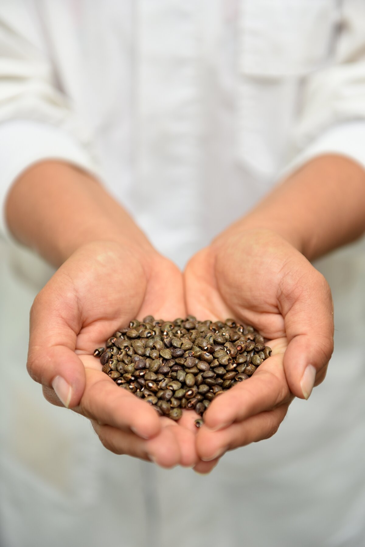 Bermuda bean conserved at CIAT in Cali, Colombia. Photo: Neil Palmer
