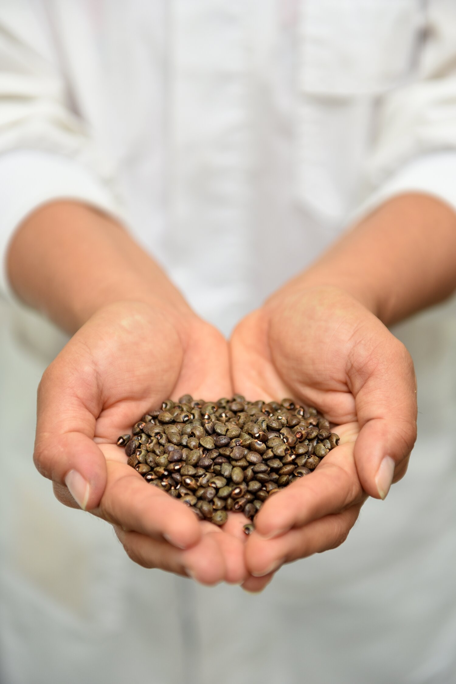 Bermuda bean conserved at CIAT in Cali, Colombia. Photo: Neil Palmer