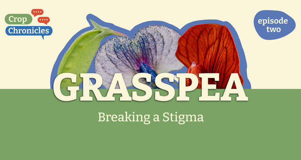 Crop Chronicles Podcast: Grasspea - Breaking a Stigma
