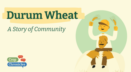 Durum Wheat: a Story of Community