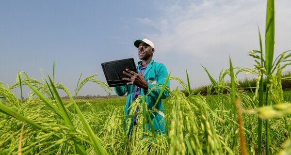 Documenting the rice is a key activity of the AfricaRice genebank