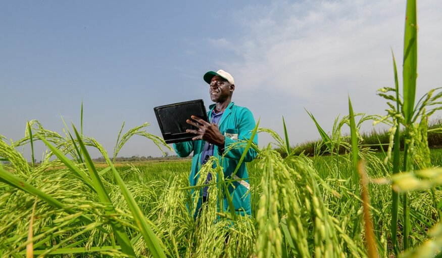 Documenting the rice is a key activity of the AfricaRice genebank