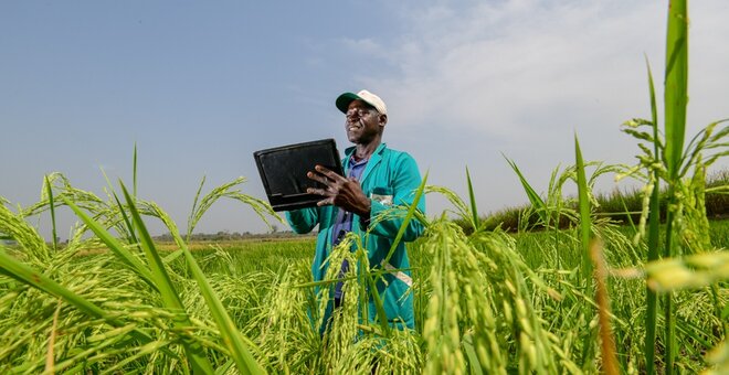 Documenting the rice is a key activity of the AfricaRice genebank