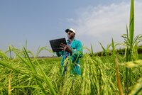 Documenting the rice is a key activity of the AfricaRice genebank