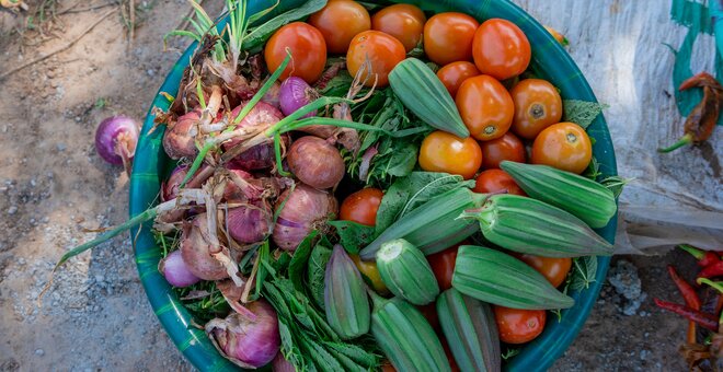 Photo: WorldVeg