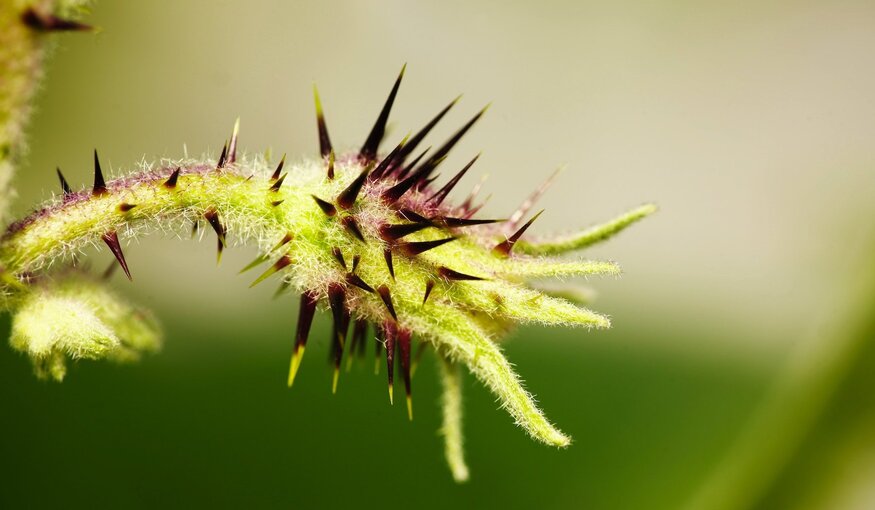 Crop Wild Relatives Photos