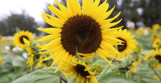 A Sunflower Story