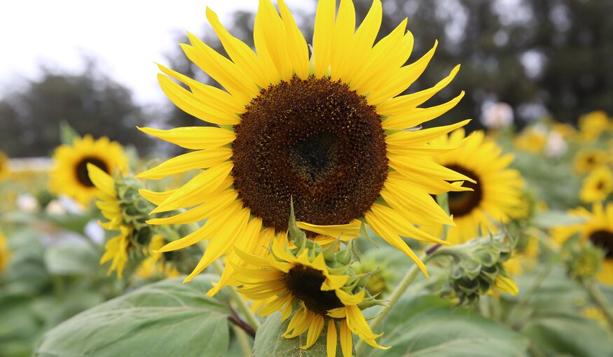 A Sunflower Story