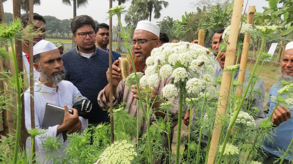 Trainers and trainees discuss carrot diseases, such as Alternaria leaf blight, bacterial leaf blight, bacterial soft rot, and crown rot. 