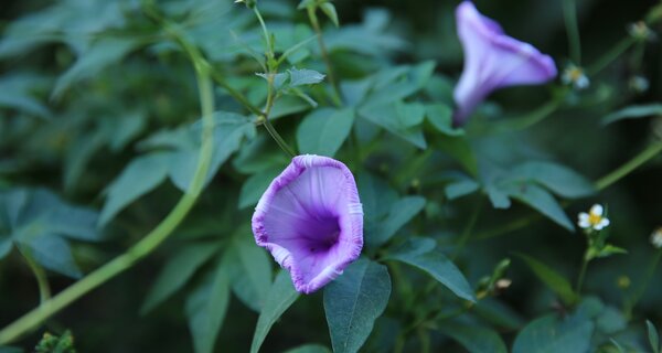 An Interview with the "Godfather" of Wild Potato Relatives