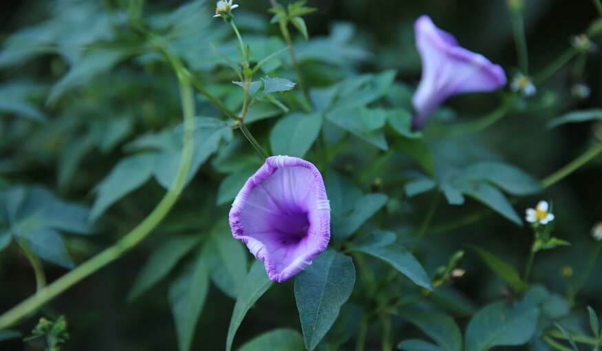 An Interview with the "Godfather" of Wild Potato Relatives