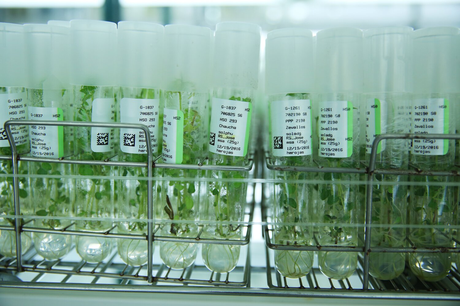 Potato in vitro cultures showing labels with bi dimensional barcoding (QR), identification data, health status, crop species, micropropagation date, culture media and propagator name.