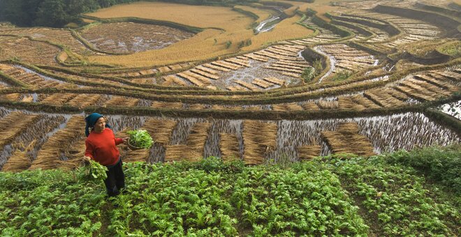 CHINA - OCTOBER 20: Farmers harvest rice from their terraces to make a meager living. (Photo by Jim Richardson/National Geographic/Getty Images)