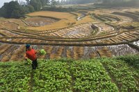 CHINA - OCTOBER 20: Farmers harvest rice from their terraces to make a meager living. (Photo by Jim Richardson/National Geographic/Getty Images)