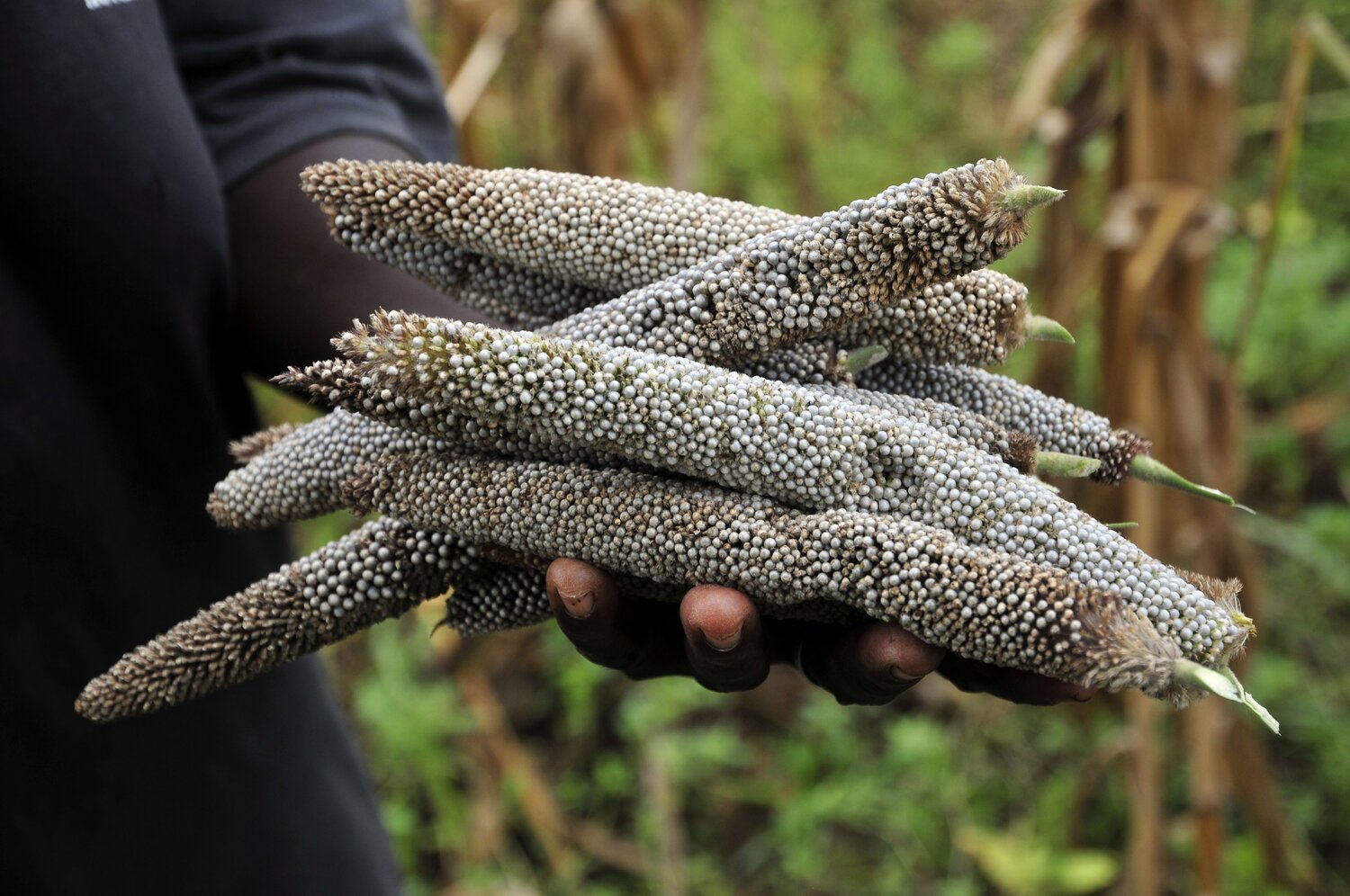 Pearl millet | Accessions in the Seed Vault: 21,448 | Accessions in genebanks globally: 31,200 (Photo by Neil Palmer/CIAT)