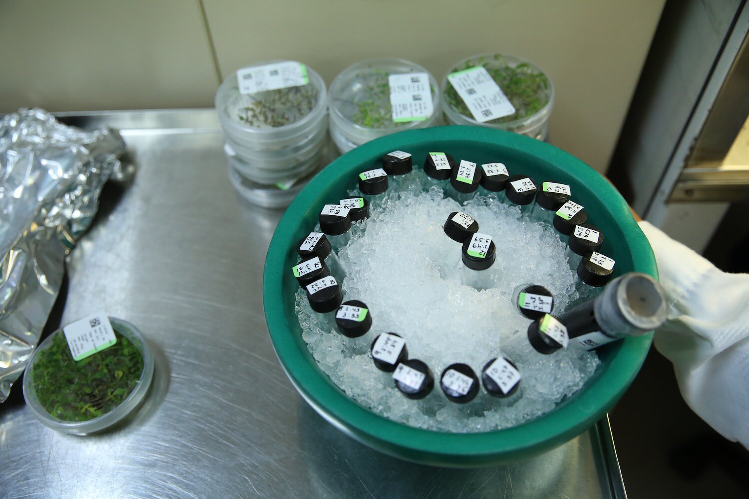 Treatment of potato apical buds with cryoprotective solution (PVS2). Vials are placed on ice to increase survival from the toxicity of the PVS2 solution.