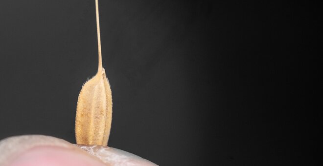 Rice seed at Vietnam National Genebank