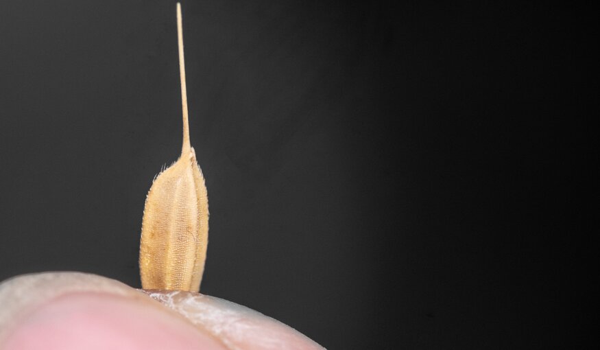 Rice seed at Vietnam National Genebank