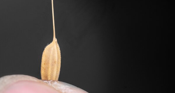 Rice seed at Vietnam National Genebank
