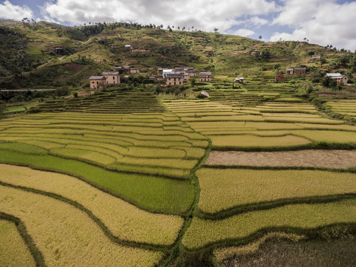 Rice terraces at different stages of maturity in a Betsileo village. Betsileo communities in the central highlands are especially renowned for their advanced rice farming. Wherever a flat surface exists – or can be built – rice can be planted. The farmers sow a wide assortment of local types at different times, employing irrigation to grow some in the dry season and waiting for the rainy season to plant others. This diversity is all at once a source of efficiency, security, cultural identity, and pride.