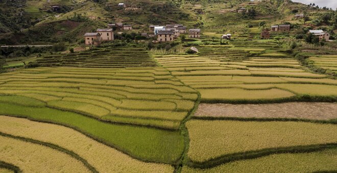 Rice terraces at different stages of maturity in a Betsileo village. Betsileo communities in the central highlands are especially renowned for their advanced rice farming. Wherever a flat surface exists – or can be built – rice can be planted. The farmers sow a wide assortment of local types at different times, employing irrigation to grow some in the dry season and waiting for the rainy season to plant others. This diversity is all at once a source of efficiency, security, cultural identity, and pride.