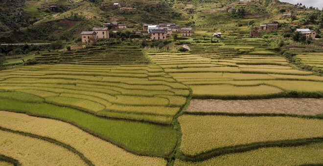 Rice terraces at different stages of maturity in a Betsileo village. Betsileo communities in the central highlands are especially renowned for their advanced rice farming. Wherever a flat surface exists – or can be built – rice can be planted. The farmers sow a wide assortment of local types at different times, employing irrigation to grow some in the dry season and waiting for the rainy season to plant others. This diversity is all at once a source of efficiency, security, cultural identity, and pride.