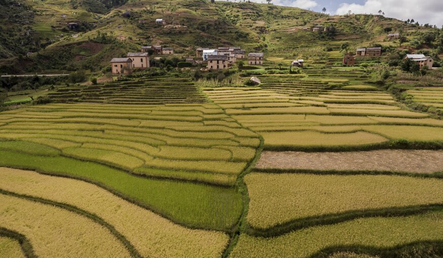 Rice terraces at different stages of maturity in a Betsileo village. Betsileo communities in the central highlands are especially renowned for their advanced rice farming. Wherever a flat surface exists – or can be built – rice can be planted. The farmers sow a wide assortment of local types at different times, employing irrigation to grow some in the dry season and waiting for the rainy season to plant others. This diversity is all at once a source of efficiency, security, cultural identity, and pride.