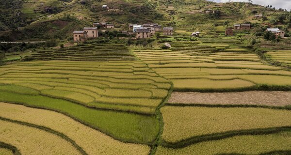 Rice terraces at different stages of maturity in a Betsileo village. Betsileo communities in the central highlands are especially renowned for their advanced rice farming. Wherever a flat surface exists – or can be built – rice can be planted. The farmers sow a wide assortment of local types at different times, employing irrigation to grow some in the dry season and waiting for the rainy season to plant others. This diversity is all at once a source of efficiency, security, cultural identity, and pride.