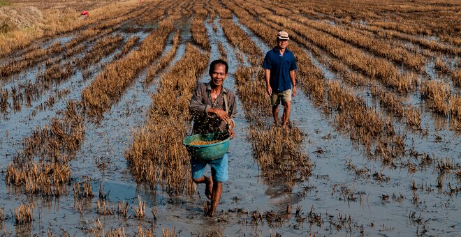 Farmers Know Best: Developing Salt-Tolerant Rice in Vietnam’s Mekong Delta