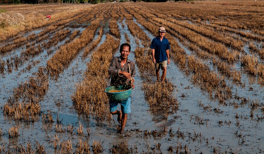 Farmers Know Best: Developing Salt-Tolerant Rice in Vietnam’s Mekong Delta
