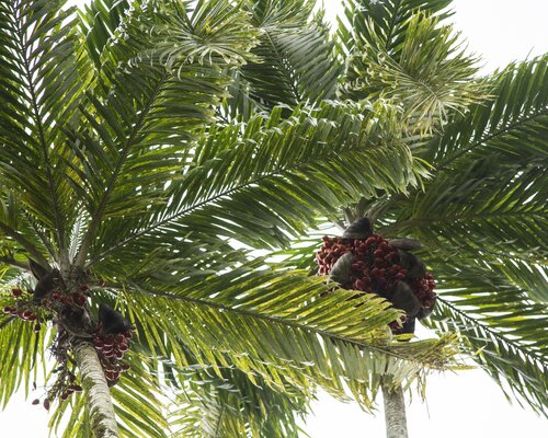 Peach palm