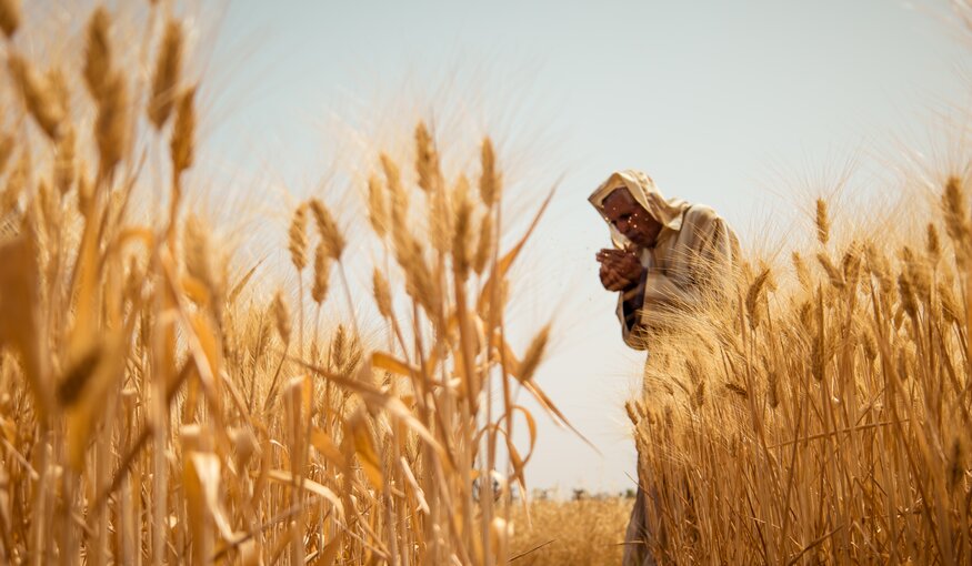 Bringing Durum Wheat Back to Morocco’s Drylands