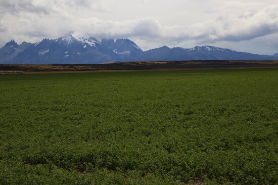 Alfalfa, the “queen of the forages”, is one of the most important of livestock feeds. It has excellent nutritional value, and today it is grown in more than 80 countries, including Chile, where our Crop Wild Relatives partners INIA are evaluating plants that have been derived by crossing cultivated alfalfa varieties with wild relatives with the aim to develop types that are adapted to the drought and the cold of this bleak but beautiful austral landscape. Photo: LS Salazar/Crop Trust