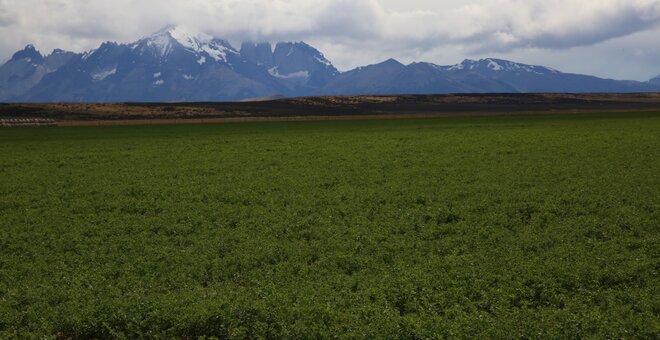 Alfalfa, the “queen of the forages”, is one of the most important of livestock feeds. It has excellent nutritional value, and today it is grown in more than 80 countries, including Chile, where our Crop Wild Relatives partners INIA are evaluating plants that have been derived by crossing cultivated alfalfa varieties with wild relatives with the aim to develop types that are adapted to the drought and the cold of this bleak but beautiful austral landscape. Photo: LS Salazar/Crop Trust