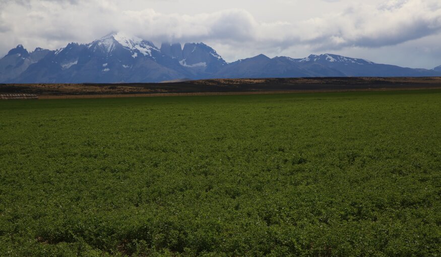 Alfalfa, the “queen of the forages”, is one of the most important of livestock feeds. It has excellent nutritional value, and today it is grown in more than 80 countries, including Chile, where our Crop Wild Relatives partners INIA are evaluating plants that have been derived by crossing cultivated alfalfa varieties with wild relatives with the aim to develop types that are adapted to the drought and the cold of this bleak but beautiful austral landscape. Photo: LS Salazar/Crop Trust