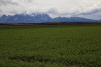 Alfalfa, the “queen of the forages”, is one of the most important of livestock feeds. It has excellent nutritional value, and today it is grown in more than 80 countries, including Chile, where our Crop Wild Relatives partners INIA are evaluating plants that have been derived by crossing cultivated alfalfa varieties with wild relatives with the aim to develop types that are adapted to the drought and the cold of this bleak but beautiful austral landscape. Photo: LS Salazar/Crop Trust