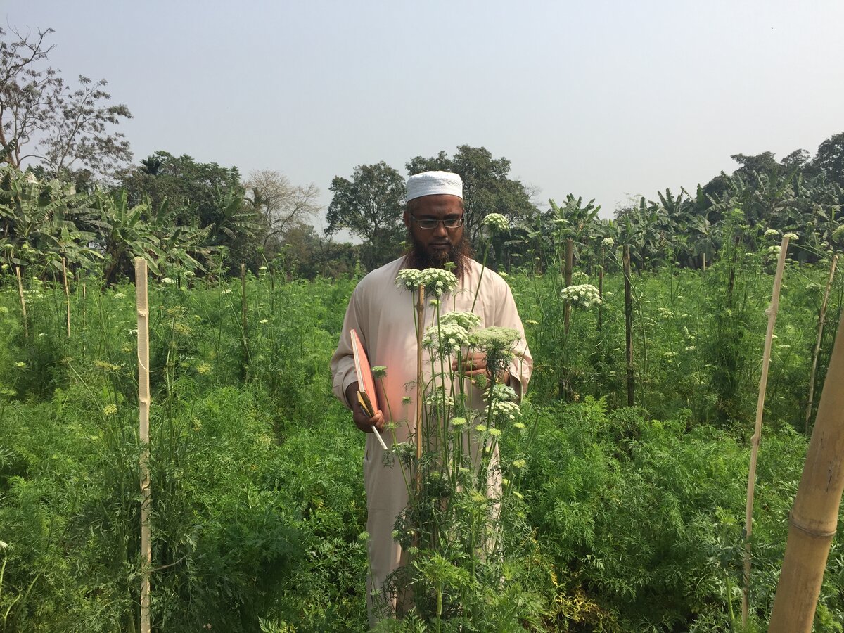 PhD student Majharul standing by carrot flowers.