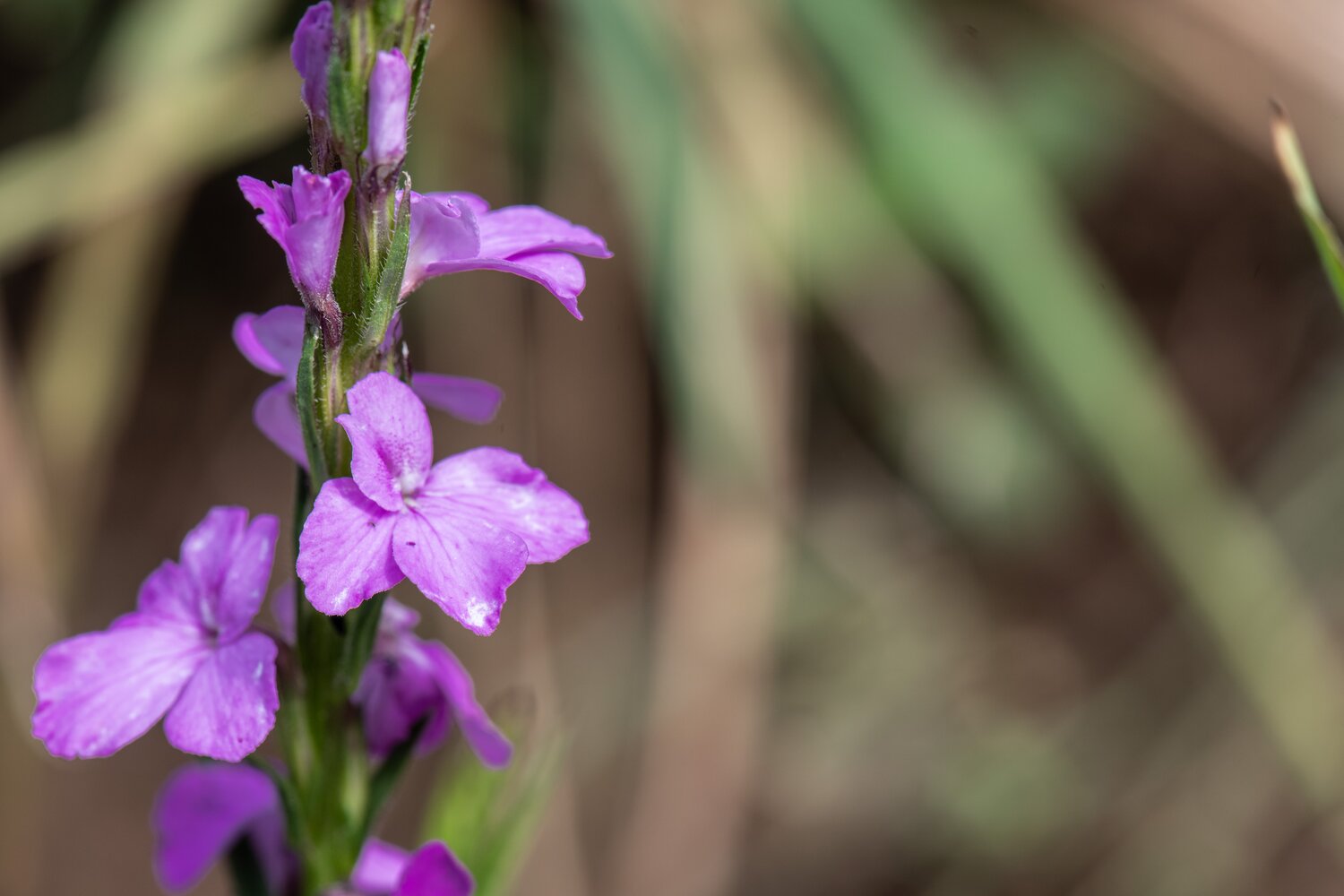 Witchweed, a weed and parasite found in finger millet field. 