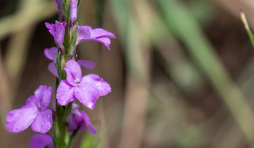 Witchweed, a weed and parasite found in finger millet field.