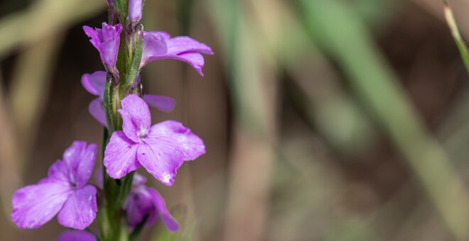 Witchweed, a weed and parasite found in finger millet field.