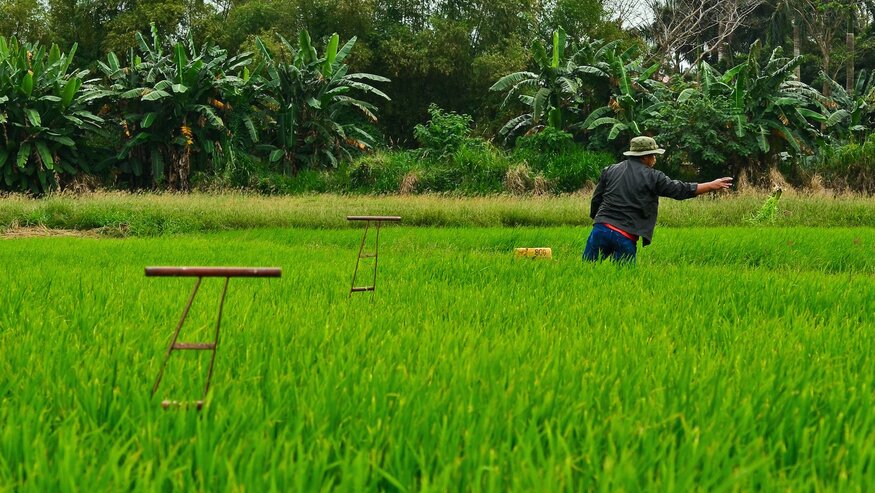 Resilient Rice