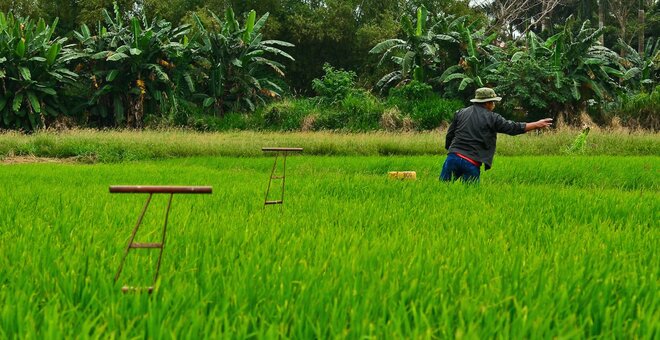 Resilient Rice