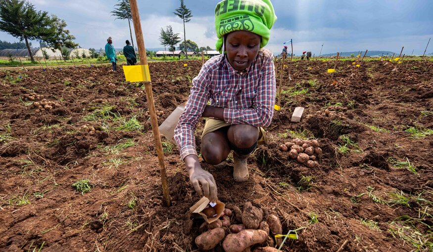 The Wow Potatoes of Kenya: Fighting Late Blight with Farmer-Approved, Disease-Resistant Spuds