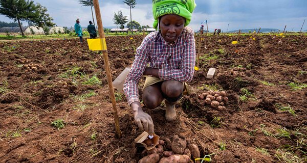 The Wow Potatoes of Kenya: Fighting Late Blight with Farmer-Approved, Disease-Resistant Spuds