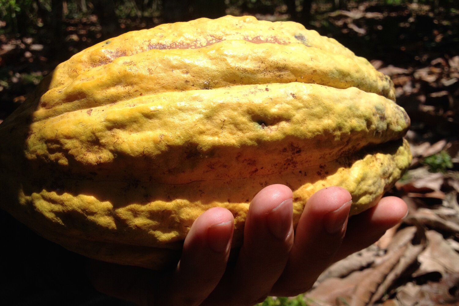 Close-up of cacao pod in Vicente Norero's hand, Balao, Ecuador. Photo credit: Simran Sethi