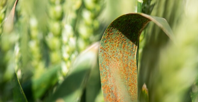 Battling Biotic Stress in Farmers' Fields