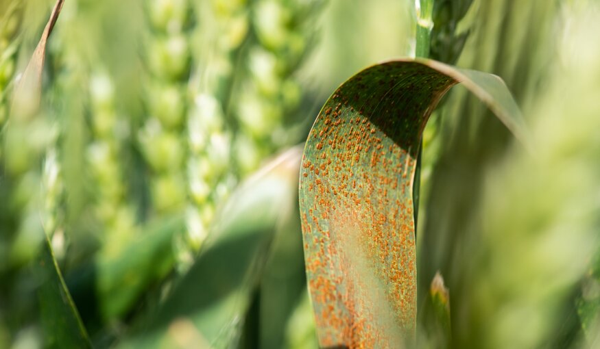 Battling Biotic Stress in Farmers' Fields