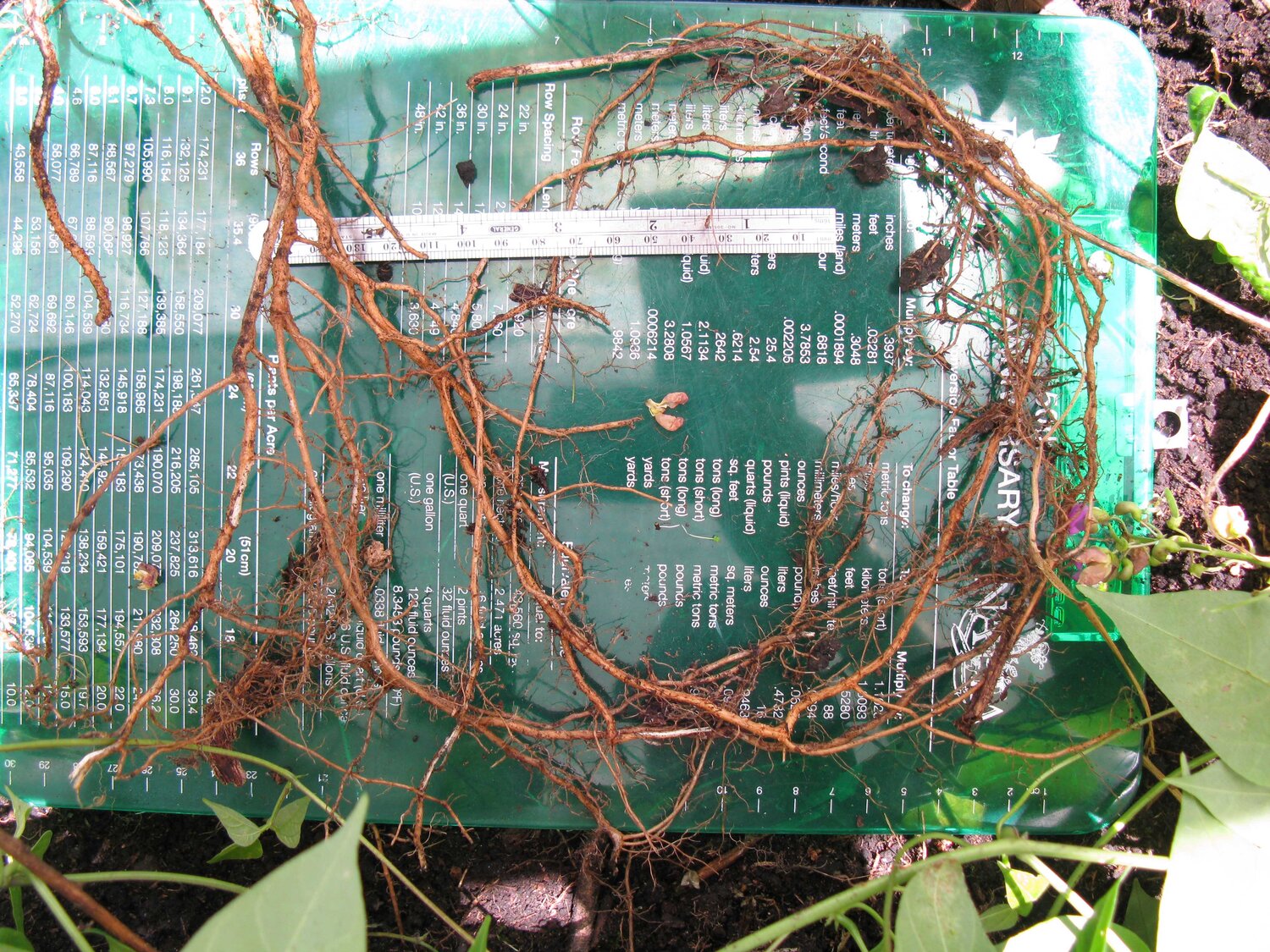 Bermuda Bean's vigorous root system. Photo: Daniel Debouck